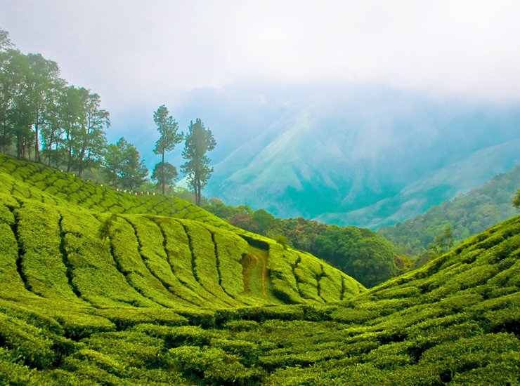 Munnar_Kerala