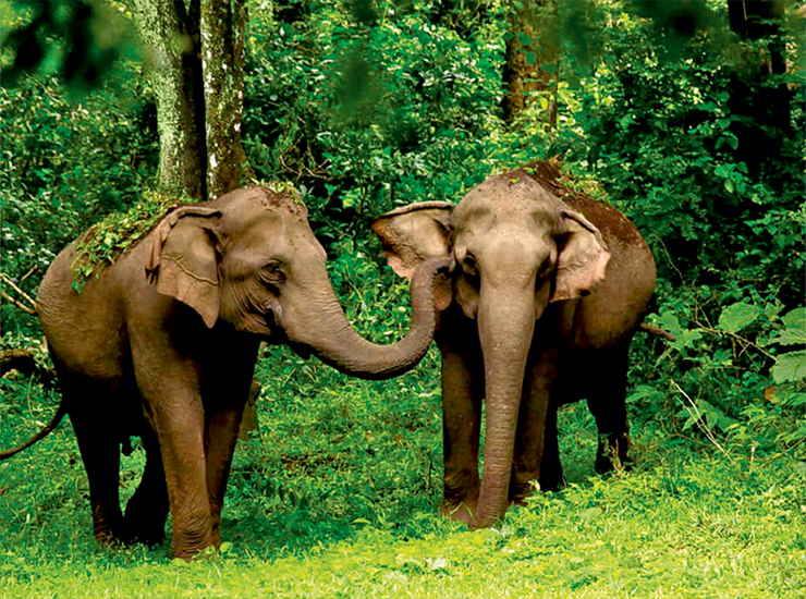 wayanad-kerala