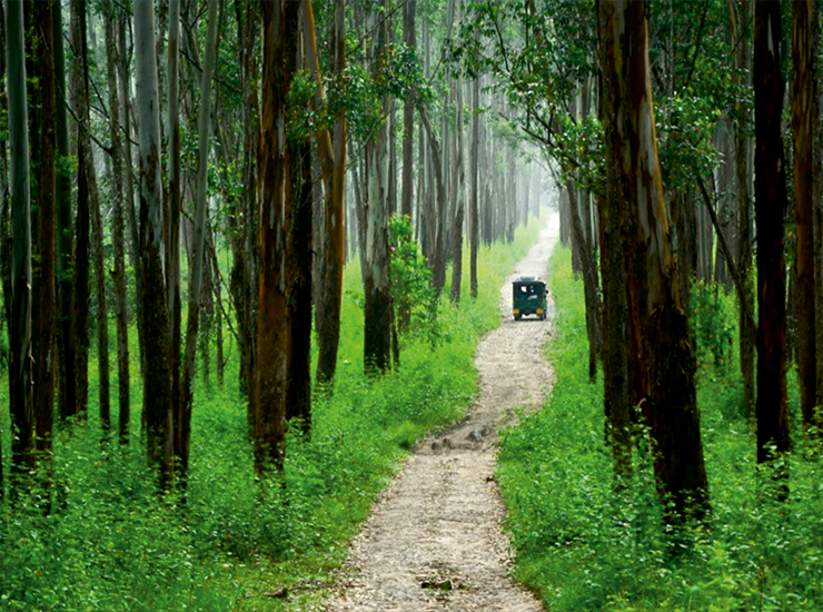 wayanad-wildlife sanctuary